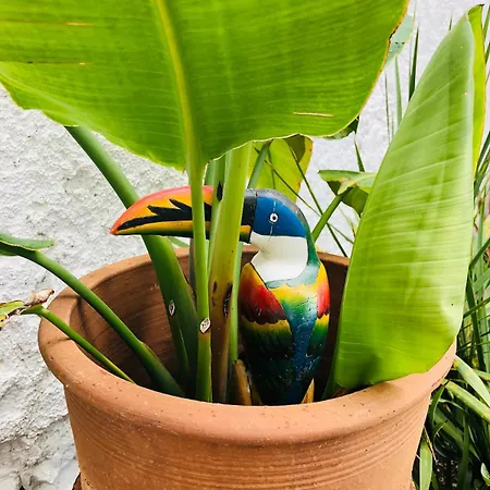 With Jardin Tropical Terrasse - Center - 150m Διαμέρισμα Μπιαρίτζ