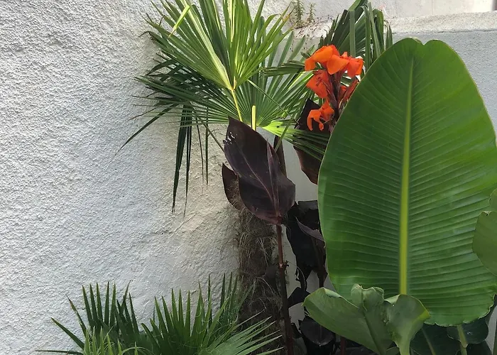 Διαμέρισμα With Jardin Tropical Terrasse - Center - 150m *