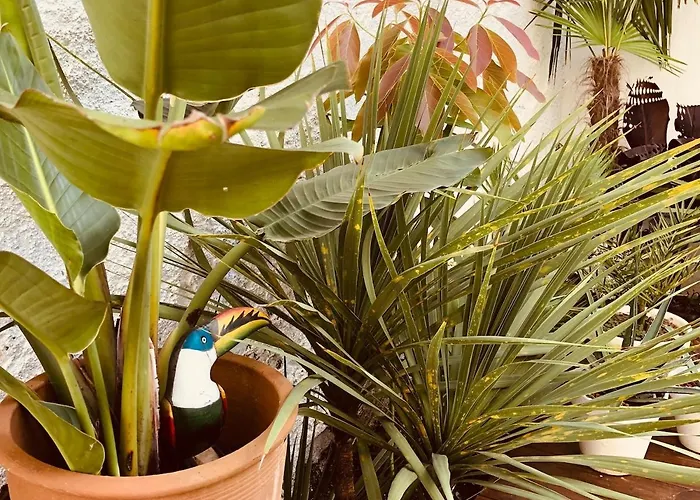 Διαμέρισμα With Jardin Tropical Terrasse - Center - 150m Μπιαρίτζ