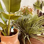 דירה With Jardin Tropical Terrasse - Center - 150m ביאריץ