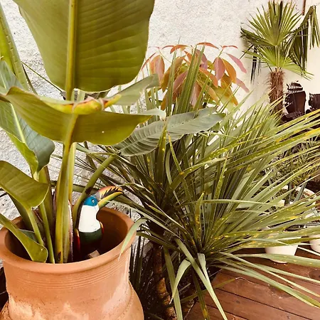 Apartamento With Jardin Tropical Terrasse - Center - 150m Biarriz